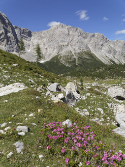 Österreich, Kärnten, Karnische Alpen, Wolayer Alm und Alpenrose (Rhododendron hirsutum) - SIEF004437
