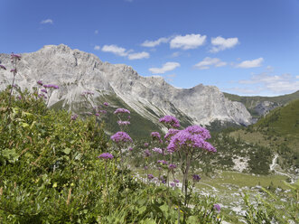 Österreich, Kärnten, Karnische Alpen, Wolayer Alm und Alpendost - SIEF004439