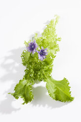 Blühende Endivie (Cichorium endivia) - CSF020024