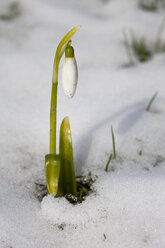 Schneeglöckchen, Galanthus, Amaryllidaceae - WIF000079