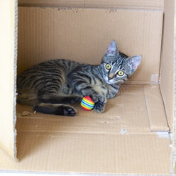 Kitten in a cardboard box - MHF000214