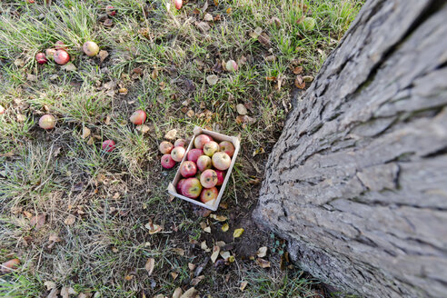 Deutschland, Rheinland-Pfalz, Holzkiste mit Äpfeln unter einem Baum - PA000018