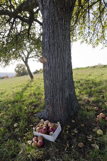 Deutschland, Rheinland-Pfalz, Holzkiste mit Windfall unter einem Baum - PA000023