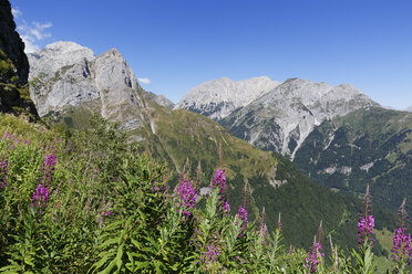 Österreich, Kärnten, Karnische Alpen, Berglandschaft mit Epilobium - SIEF004460