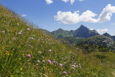 Italien, Friaul-Julisch Venetien, Karnische Alpen, Blumenwiese am Kleinen Pal - SIEF004467