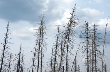 Germany, Saxony-Anhalt, Harz, Forest dieback by bark-beetles - ALE000072