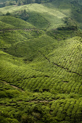 Malaysia, Cameron Highlands, Tea field - RN001278