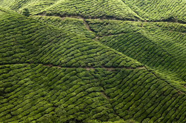 Malaysia, Cameron Highlands, Tea field - RNF001277