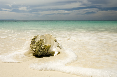 Thailand, Koh Lipe, Große Muschel am Strand, lizenzfreies Stockfoto