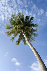 Thailand, Koh Lipe, Coconut palm - RNF001271