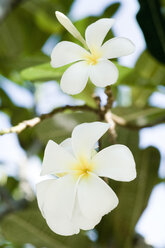 Thailand, Koh Lipe, Blüte der Plumeria alba - RN001281