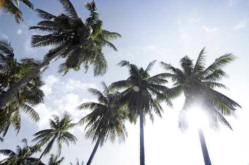 Thailand, Koh Lipe, Coconut palms in sunlight - RNF001272