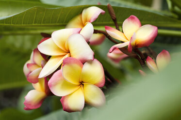 Thailand, Koh Lipe, Blüte der Frangipani (Plumeria) - RN001283