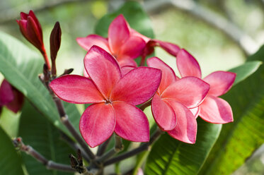 Thailand, Koh Lipe, Blüte der Frangipani (Plumeria) - RN001284