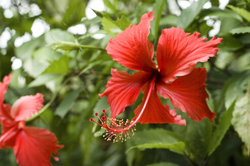 Thailand, Koh Lipe, Blossom of Christ's thorn - RN001285