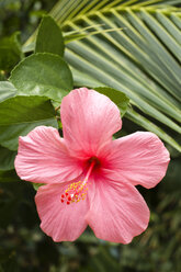 Thailand, Koh Lipe, Blüte des chinesischen Hibiskus (Hibiscus rosa-sinensis) - RN001286