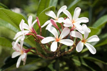 Singapur, Blüte der Plumeria alba - RNF001287