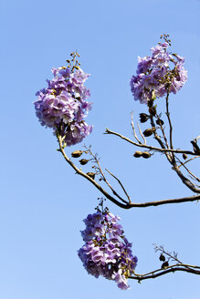 Blumen eines Kaiserbaums - CSF020052