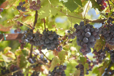 France, Rhone-Alpes, Tulette, grape vine - DHL000074