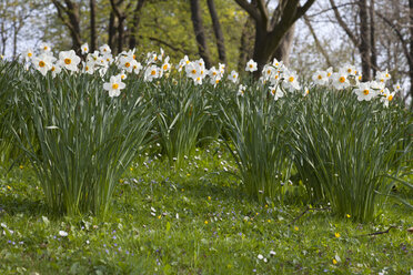 White daffodils (Narcissus) - WI000107