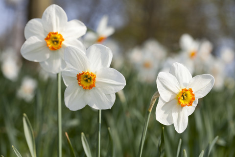 Weiße Narzissen (Narcissus), lizenzfreies Stockfoto