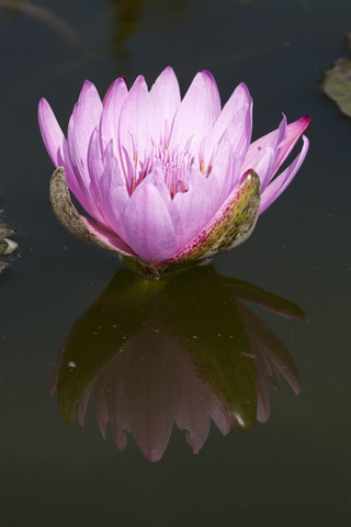 Seerose (Nymphaea), lizenzfreies Stockfoto