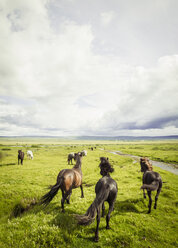 Iceland, Icelandic horses on grassland - MBEF000736