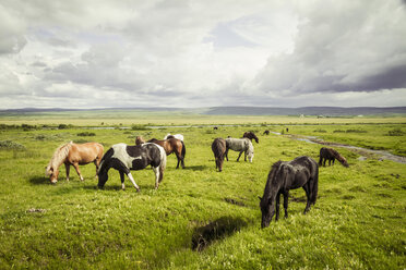 Iceland, Icelandic horses on grassland - MBEF000737