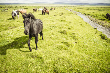 Iceland, Icelandic horses on grassland - MBEF000738