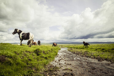 Island, Islandpferde auf Grasland - MBEF000739