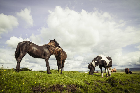 Island, Islandpferde auf Grasland, lizenzfreies Stockfoto