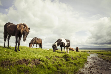 Iceland, Icelandic horses on grassland - MBEF000741