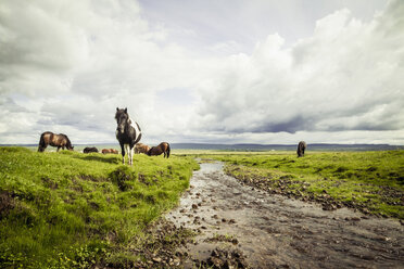 Iceland, Icelandic horses on grassland - MBEF000742