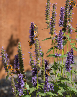 Germany, Aachen, blue fortune and small tortoiseshell butterflies - HL000236
