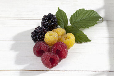 Yellow and red raspberries (Rubus idaeus) and blackberries (Rubus sectio Rubus), studio shot - CSF020068