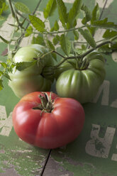 Drei Brandywine-Tomaten (Solanum lycopersicum), Studioaufnahme - CSF020116