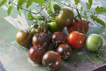 Sardische Tomaten (Solanum lycopersicum), Studioaufnahme - CSF020144