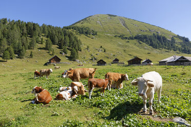 Österreich, Kärnten , Karawanken, Kühe auf einer Weide - SIE004499