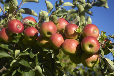 Germany, Freiburg, apples - DHL000106