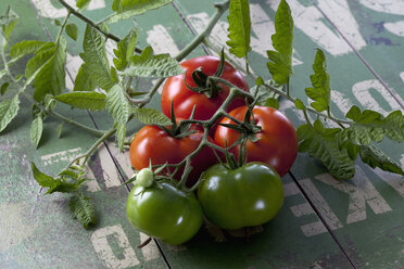 Sardische Tomaten (Solanum lycopersicum), Studioaufnahme - CSF020170