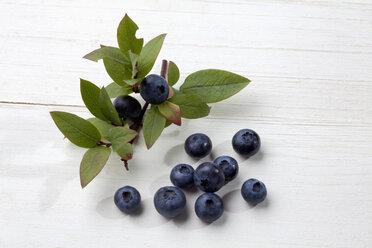 Blueberries (Vaccinium myrtillus) and branch on white wood, studio shot - CSF020161