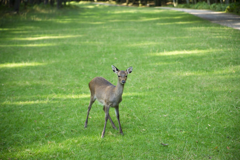 Deutschland, Rotwild, Capreolus capreolus, Jungtier, lizenzfreies Stockfoto