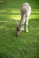 Rehwild (Capreolus capreolus) auf einer Wiese - MY000037