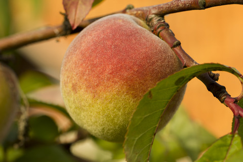 Germany, Thuringia, Peaches on the tree stock photo