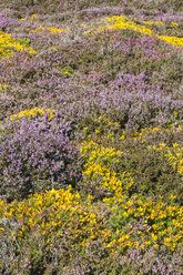 UK, Wales, Anglesey, Holy Island, blühende Heide und Genista - ELF000529