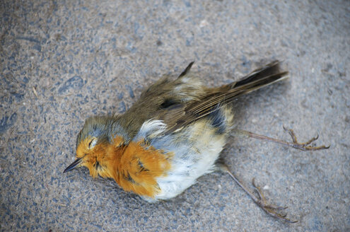 Deutschland, Hessen, Hünfelden, totes Rotkehlchen, Erithacus rubecula - MH000218