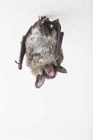 Zweifarbige Fledermaus (Vespertilio murinus), lizenzfreies Stockfoto