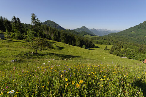 Deutschland, Bayern, Oberbayern, Chiemgau, auf der Wagneralm, Feichteck, Samerberg - LB000331