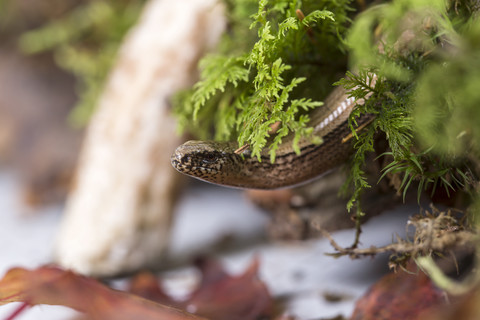 Kopf einer Blindschleiche (Anguis fragilis), Studioaufnahme, lizenzfreies Stockfoto