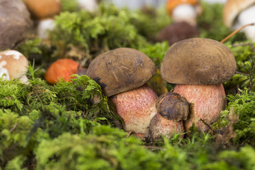 Gepunkteter Steinpilz (Boletus erythropus) am Moos, Studioaufnahme - STB000102